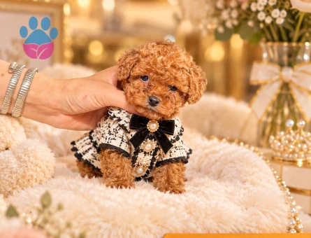 SAFKAN POODLE YAVRULARIMIZ - 10409