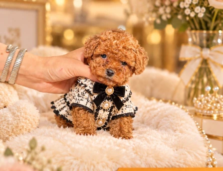SAFKAN POODLE YAVRULARIMIZ - 10409