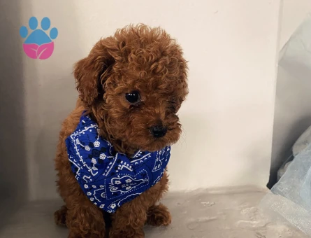 Erkek Poodle Yavru - 10410 - Görsel 3