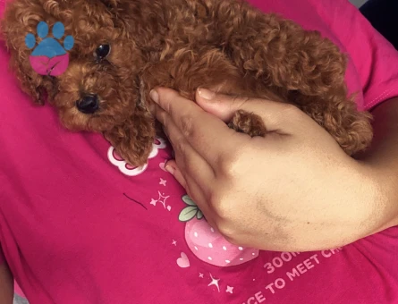 Erkek Poodle Yavru - 10410 - Görsel 2
