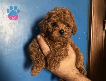 Erkek Poodle Yavru - 10410 - Görsel 4