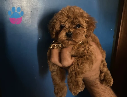Erkek Poodle Yavru - 10410 - Görsel 5