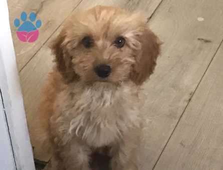 MALTİPOO - 10411 - Görsel 3