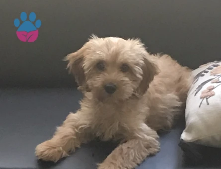 MALTİPOO - 10411