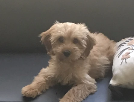 MALTİPOO - 10411