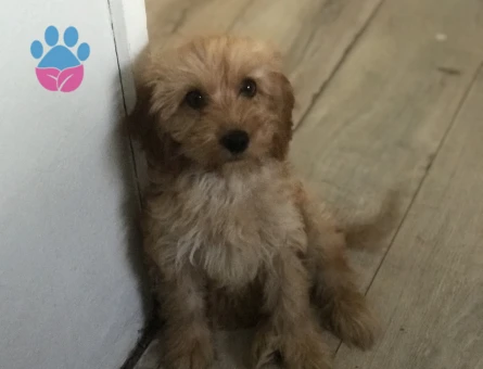 MALTİPOO - 10411 - Görsel 4