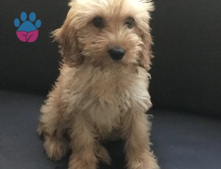 MALTİPOO - 10411 - Görsel 5