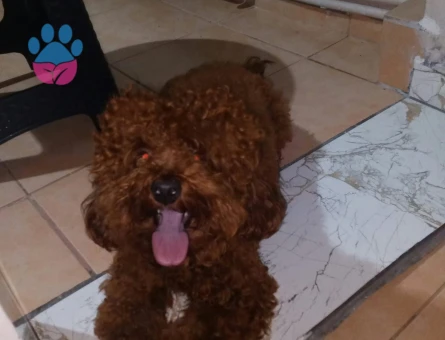 Ücretsiz sahiplendirme Korekan toy poodle - 10412