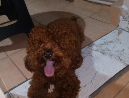 Ücretsiz sahiplendirme Korekan toy poodle - 10412