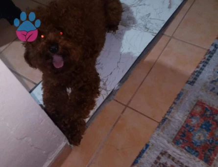 Ücretsiz sahiplendirme Korekan toy poodle - 10412 - Görsel 3