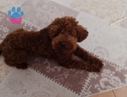 Ücretsiz sahiplendirme Korekan toy poodle - 10412 - Görsel 4