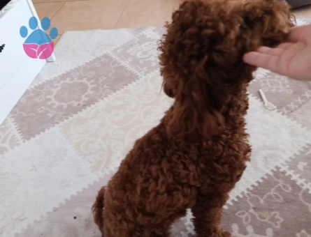 Ücretsiz sahiplendirme Korekan toy poodle - 10412 - Görsel 5