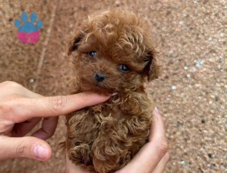 MİKRO POODLE EN KOYU RENK - 10415
