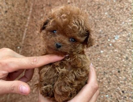 MİKRO POODLE EN KOYU RENK - 10415