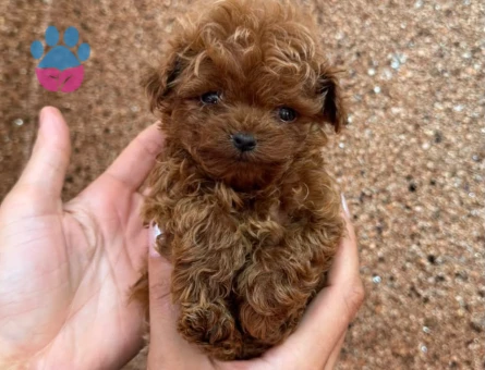 MİKRO POODLE EN KOYU RENK - 10415 - Görsel 3