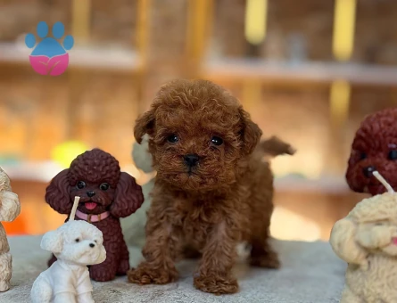 MİKRO POODLE EN KOYU RENK - 10415 - Görsel 4