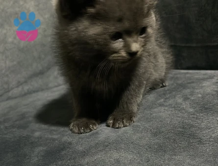 25 Aylık Oyuncu British Shorthair Yuvasını Arıyor - 10417 - Görsel 3
