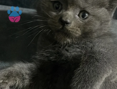 25 Aylık Oyuncu British Shorthair Yuvasını Arıyor - 10417 - Görsel 2