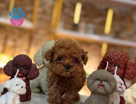 Red ToyPoodle Yavrularımız Sizlerle - 10421 - Görsel 3