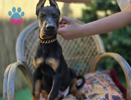 Eğitmenden Orijinal Doberman King Yavrular - 10422 - Görsel 5