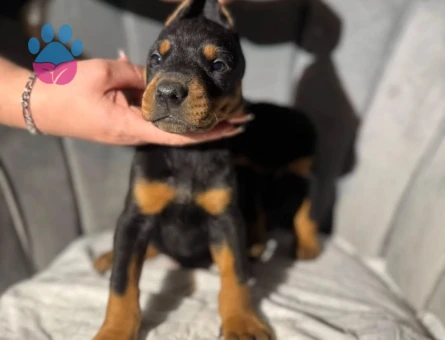 Eğitmenden Orijinal Doberman King Yavrular - 10422 - Görsel 2