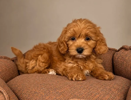 BABYFACE MALTİPOO YAVRULARIMIZ - 10423