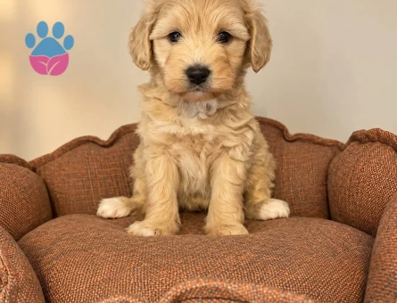 BABYFACE MALTİPOO YAVRULARIMIZ - 10423 - Görsel 3
