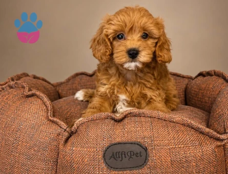 BABYFACE MALTİPOO YAVRULARIMIZ - 10423 - Görsel 4