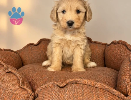 BABYFACE MALTİPOO YAVRULARIMIZ - 10423 - Görsel 5