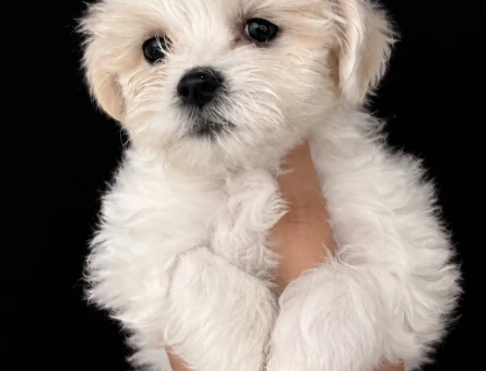 Maltes terrier - 10425