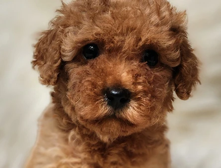 Veteriner teknikerinden tüm bakımları yapılı toy bebek