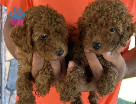 Kore Kanı Dark Red Brown Yavrularımız