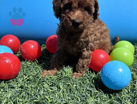 Kore Kanı Dark Red Brown Yavrularımız