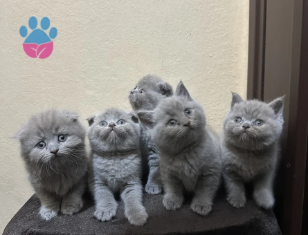 Safkan top kafa scotis fold briths shorthair