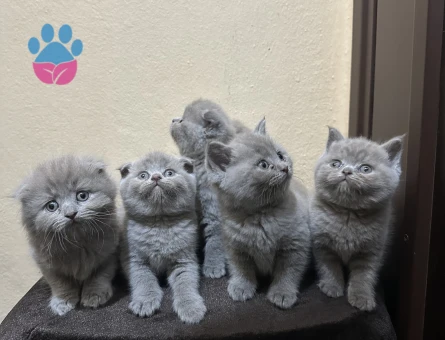 Safkan top kafa scotis fold briths shorthair