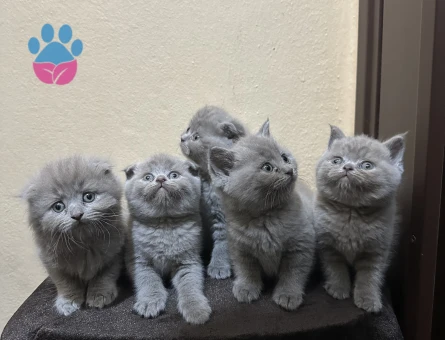 Safkan top kafa scotis fold briths shorthair