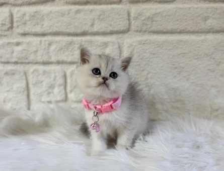 British Shorthair Silver Dişi 2 Aylık Lokum Kızımız