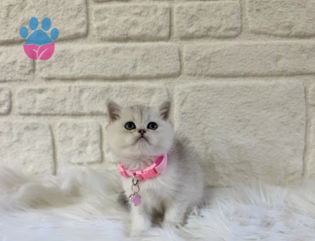British Shorthair Silver Dişi 2 Aylık Lokum Kızımız