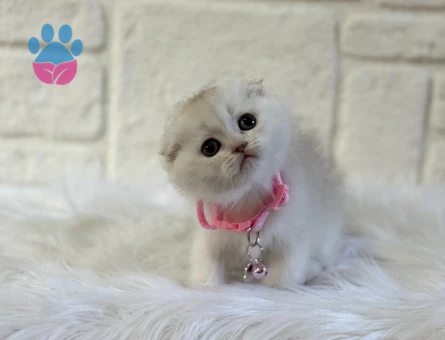 Scottish Fold Evinizin Starı Dişi Yavrumuz