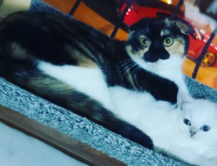 Süslü Kızımız Yeni Yuvasını Arıyor