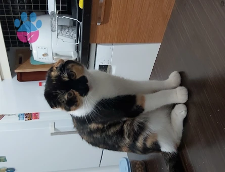 Süslü Kızımız Yeni Yuvasını Arıyor