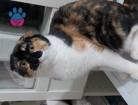 Süslü Kızımız Yeni Yuvasını Arıyor