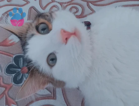 1 Yaşında Kızıma Yuva Arıyorum