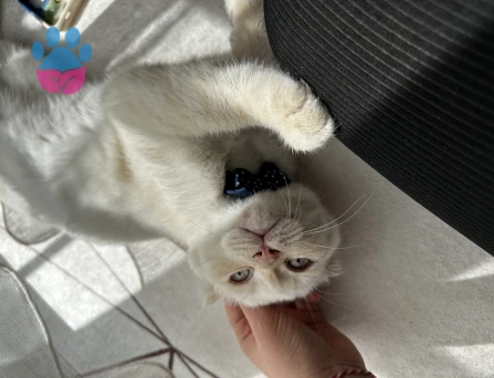Safkan mükemmel British Shorthair 6 Aylık