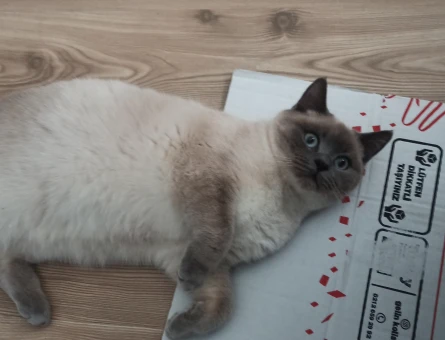 British Shorthar Bluepoint 7 Aylık