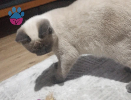British Shorthar Bluepoint 7 Aylık