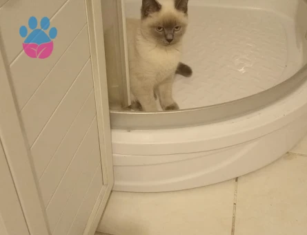 British Shorthar Bluepoint 7 Aylık