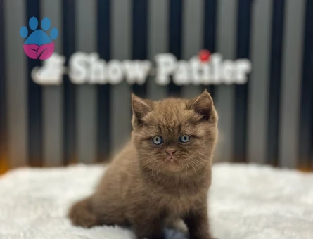 BRITISH SHORTHAIR CINNAMON OZEL IRK DİŞİ KIZIMIZ SAFKAN