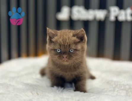 BRITISH SHORTHAIR CINNAMON OZEL IRK DİŞİ KIZIMIZ SAFKAN