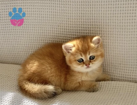 Safkan Golden NY 12 Ayıcık suratlı zümrüt gözlü Bebiş